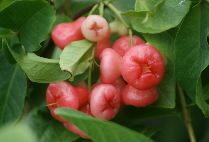 তৃষ্ণা নিবারণে জামরুলের জুড়ি নেই। ফল সাদা বা সবুজাভ সাদা, লাল ও গোলাপি।